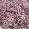 51 розовая гипсофила
